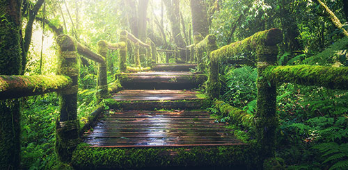 Wooded Pathway