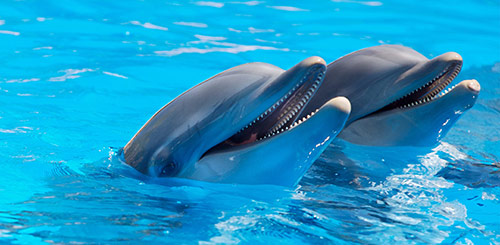 Smiling Dolphins