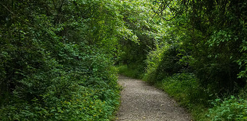 Wooded Path